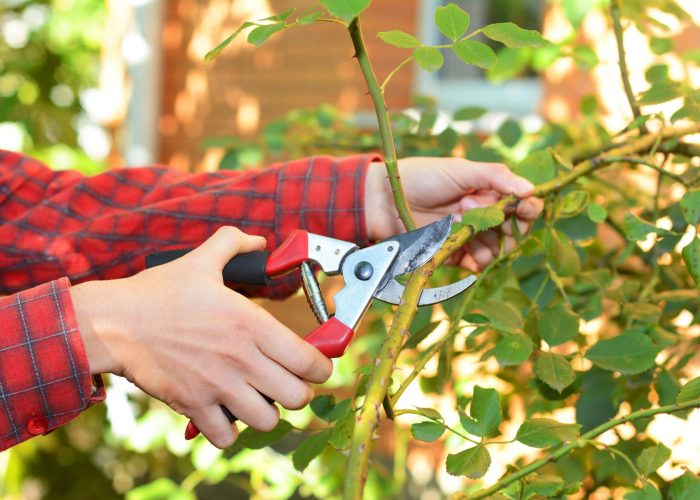 Tree pruning